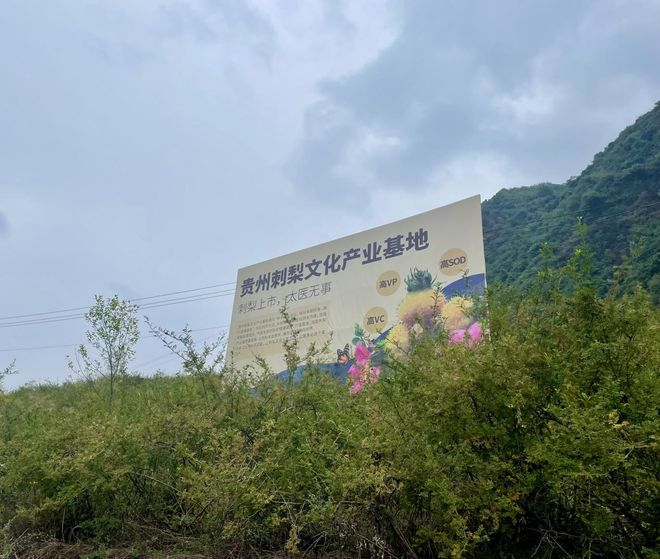 【刺梨酵素代工厂】专业定制天然酵素饮品打造健康新选择(图5)